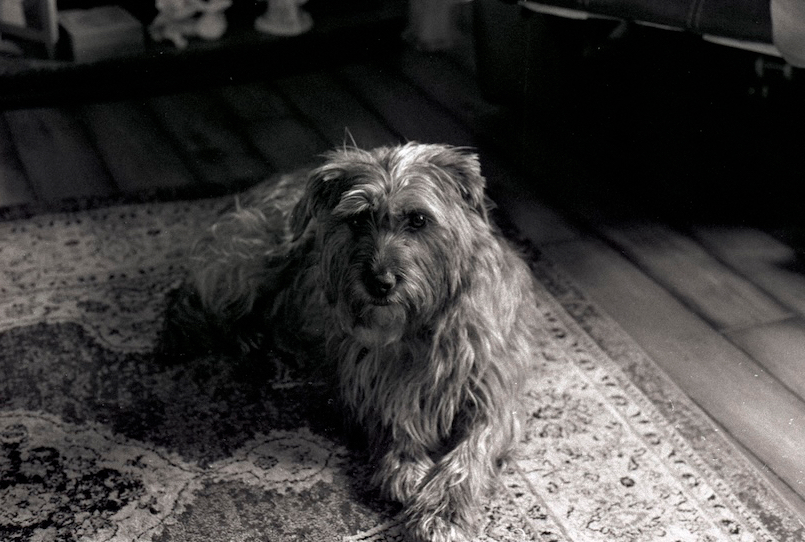 Cricket looking scraggly laying on a rug