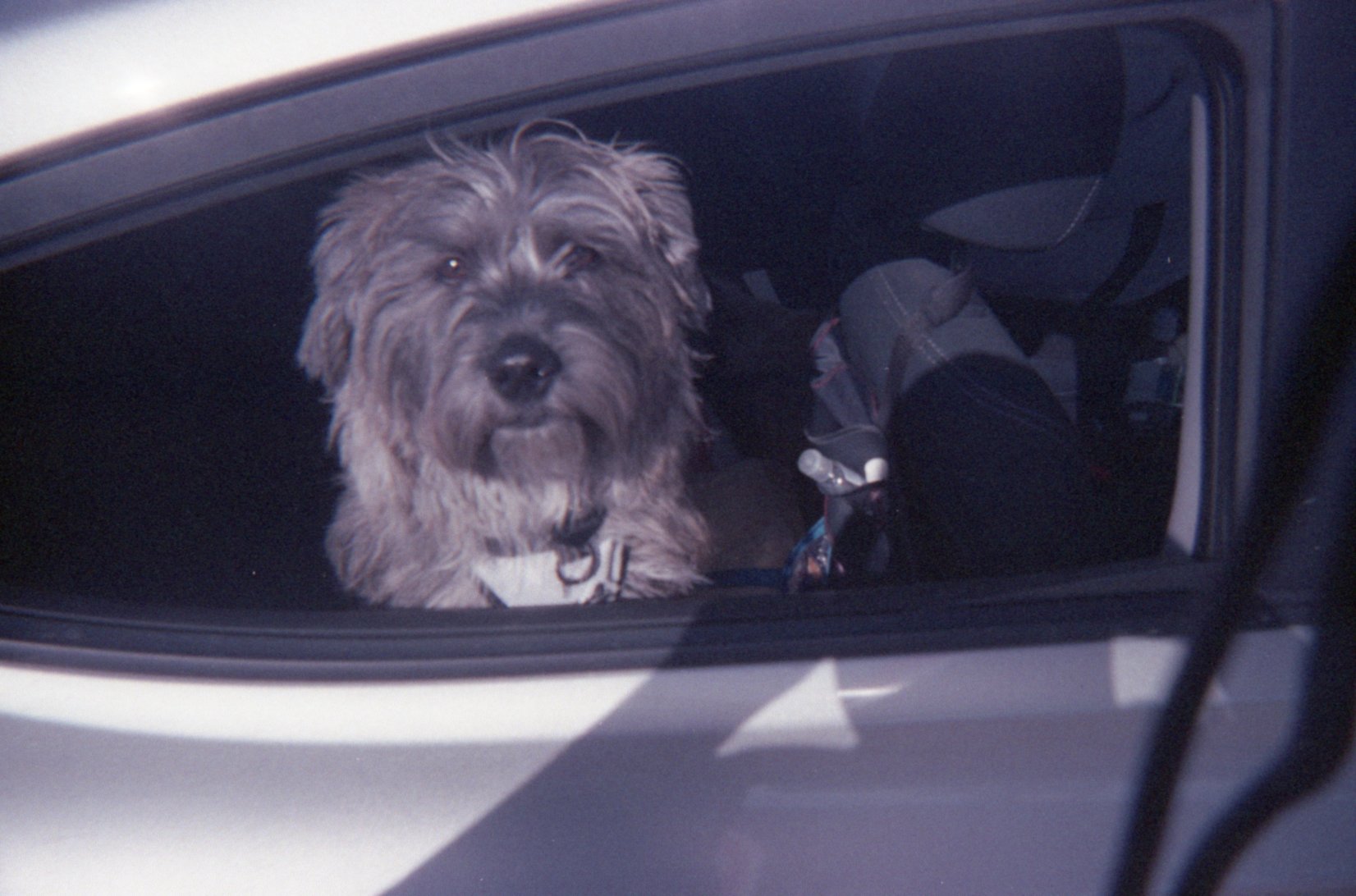 cricket waiting patiently in the car