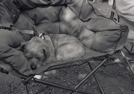 Cricket sleeping on a camping chair, Ilford HP5 plus film shot with Pentax k1000 camera